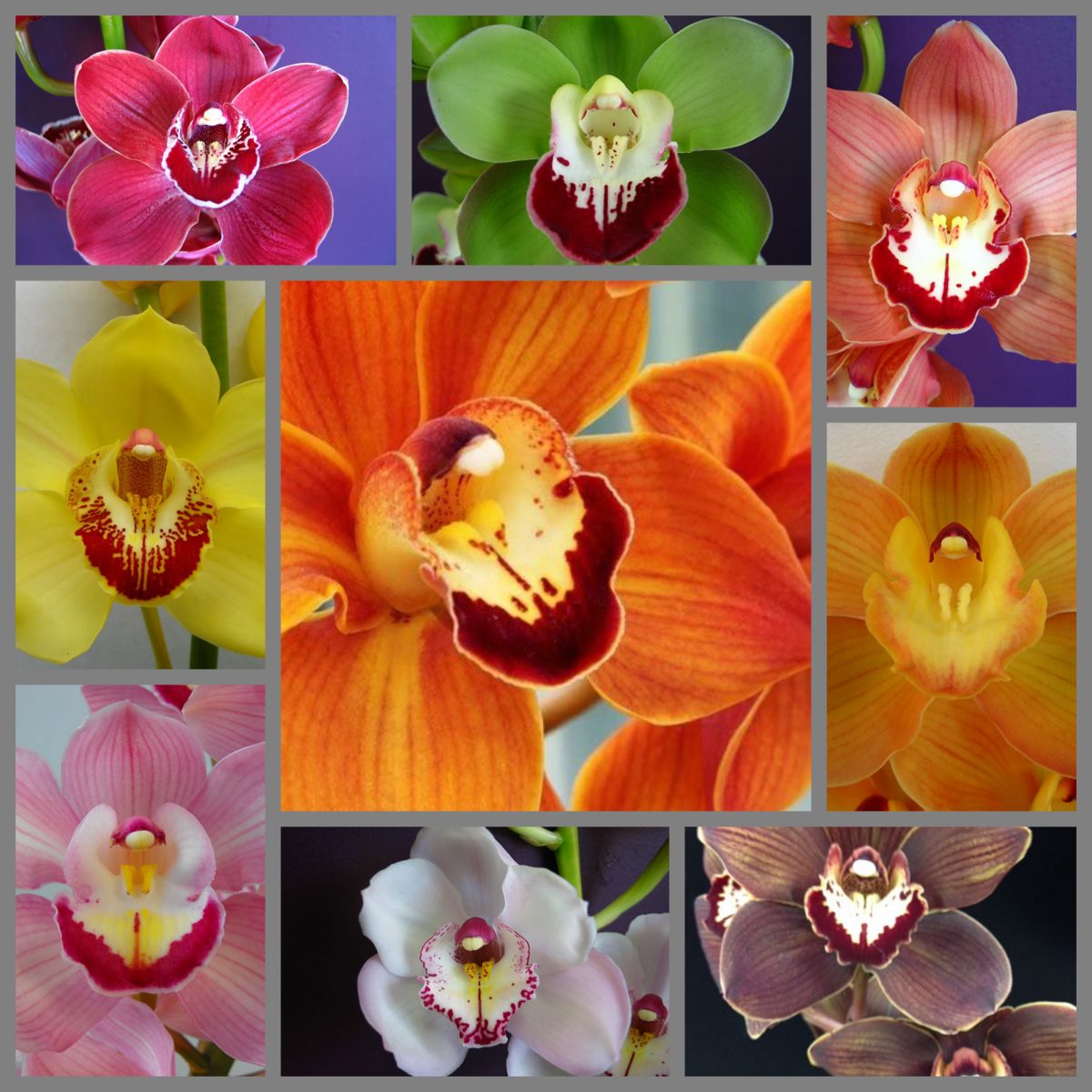 Vibrant Cymbidiums are in season from NZ..